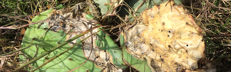 Cactus Moth Damage