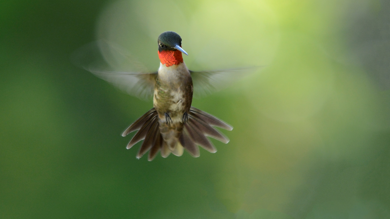 Stengl Hummingbird