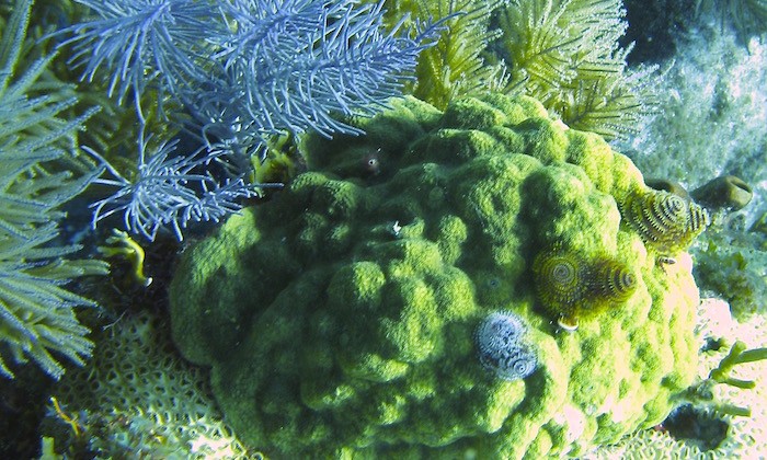 New Coral Research Exposes Genomic Underpinnings of Adaptation