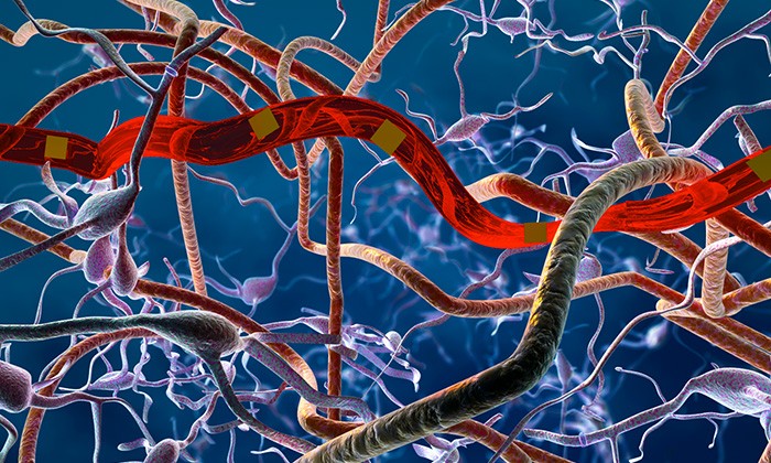 New, Ultra-Flexible Probes Form Reliable, Scar-Free Integration with the Brain