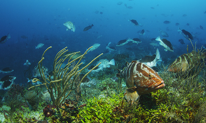Success of Conservation Efforts for Important Caribbean Reef Fish Hinges on Climate Change