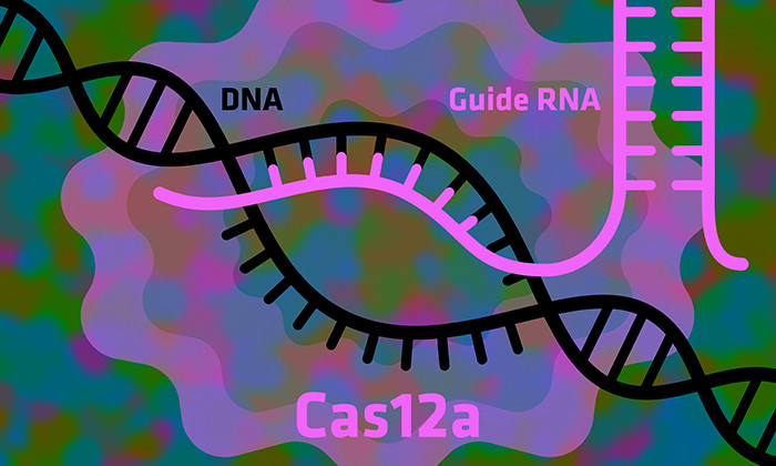 How to Make the Gene-Editing Tool CRISPR Work Even Better