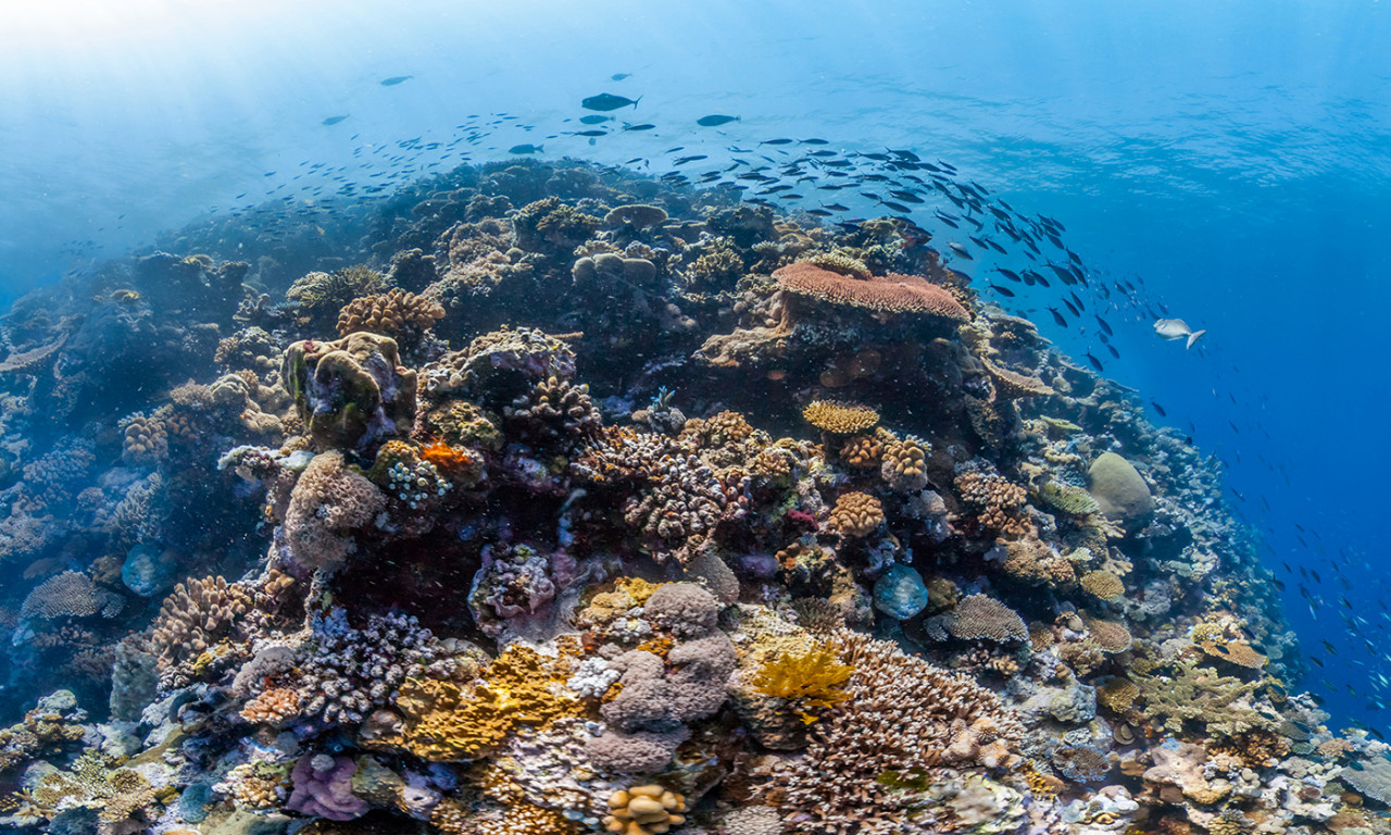 Model Predicts Which Coral Reefs Will Better Adapt to Global Warming