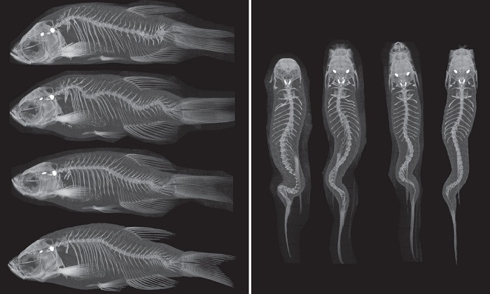 Researchers Discover Genetic Mechanism Behind Scoliosis in Fish