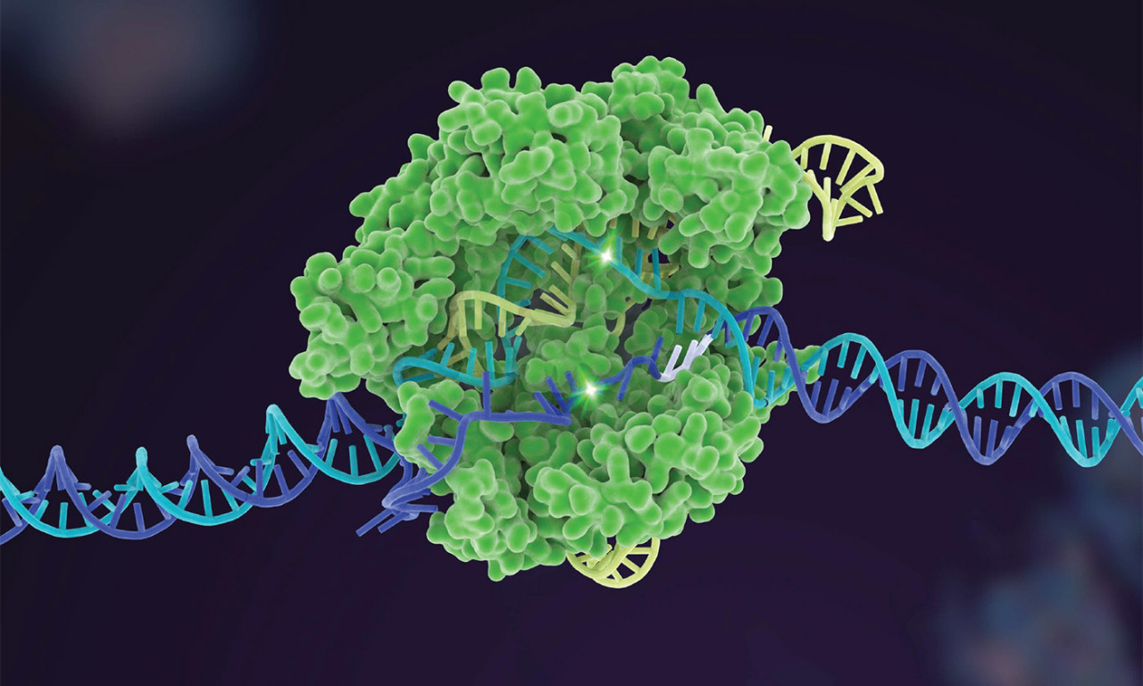 Matching CRISPR to the Job Improves the Safety, Efficiency of the Gene-Editing Tool