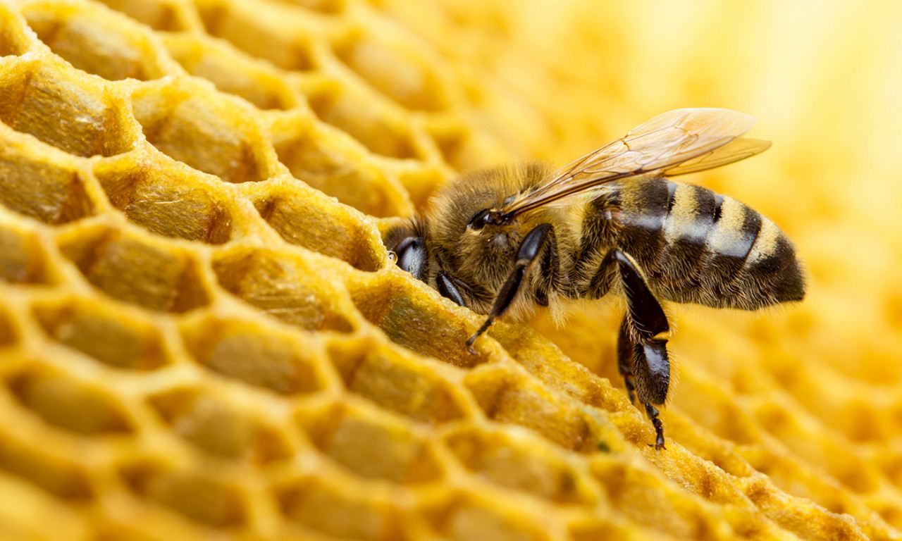 Two Pesticides Approved for Use in U.S. Found to Harm Bees