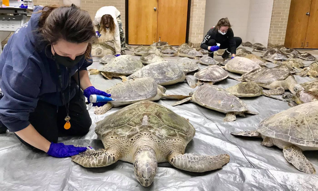 Record Number of Turtles Rescued at University of Texas Marine Science Institute