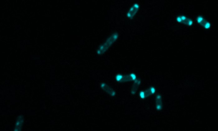 Fight Against Antibiotic-Resistant Bacteria Has a Glowing New Weapon