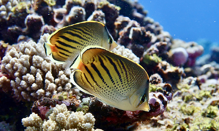 Loss of Picky-Eating Fishes Threatens Coral Reef Food Webs