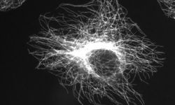 Finding about cellular microtubule rigidity could lead to development of new nano-materials