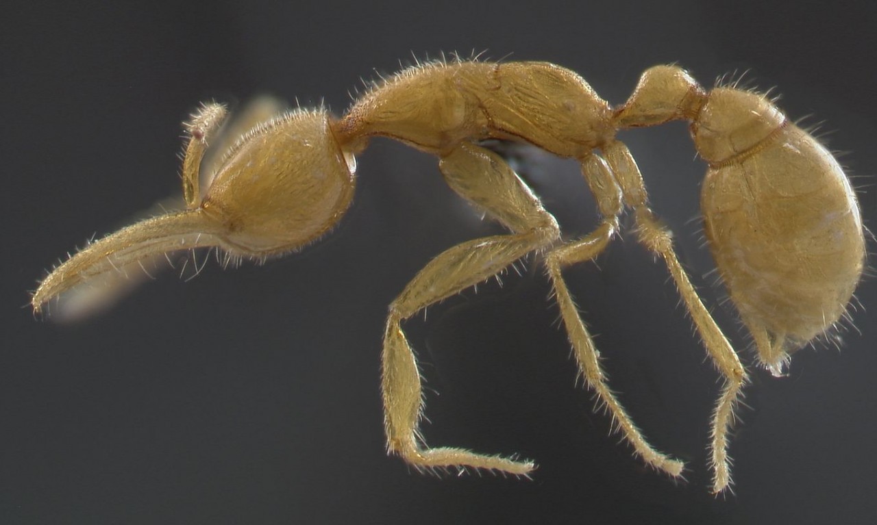 Oldest Living Lineage of Ants Discovered in the Amazon