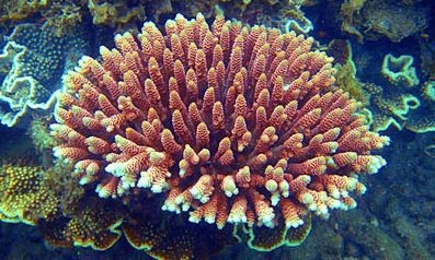 Most Extensive Genetic Resource For Reef-Building Coral Created