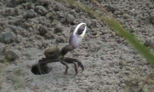 Giant Claw Helps Fiddler Crabs Stay Cool in More Ways Than One