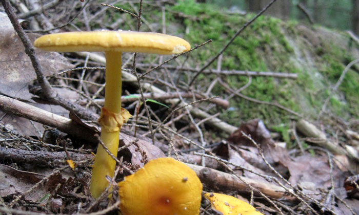 An Amanita mushroom from a field site in Harvard Forest. This particular mushroom is the fruiting body of an ectomycorrhizal fungus associated with the roots of a Hemlock tree. Photo by Colin Averill.