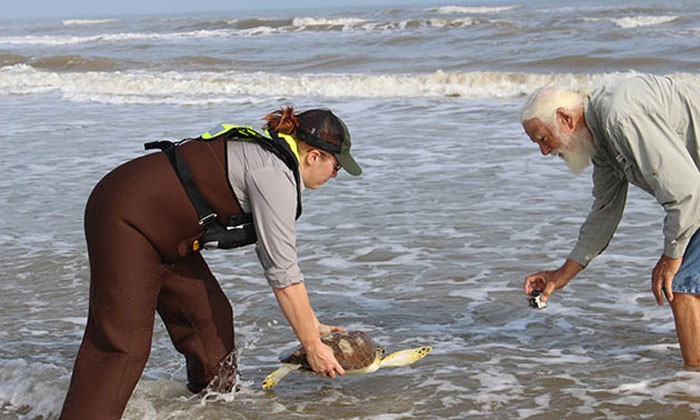 Rescuing Sea Turtles From the Cold
