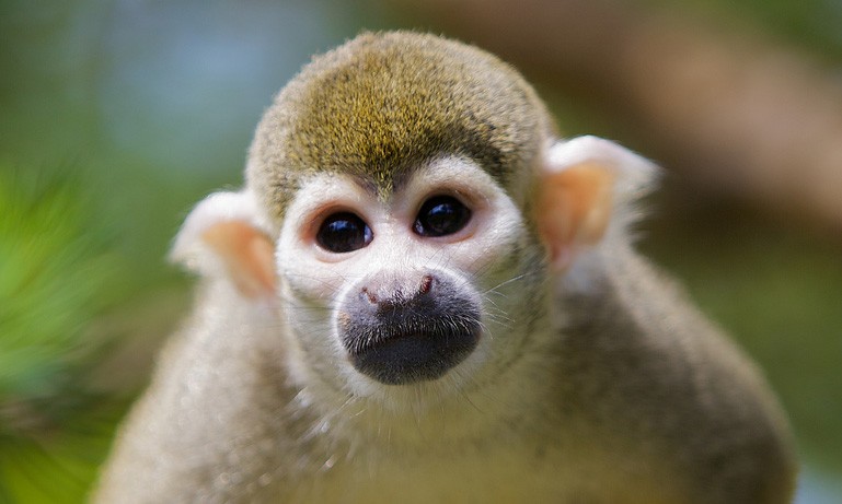 Neuroscientist Studying Monkeys in Ecuador Finds His Field Site Under Threat