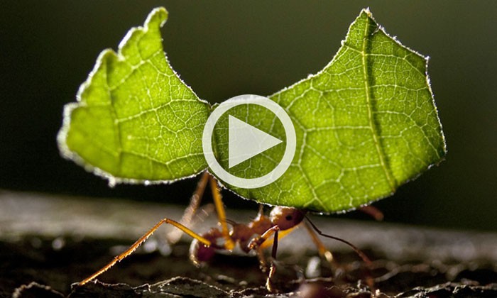 Ulrich Mueller and Leafcutter Ants: A Story of Co-Evolution