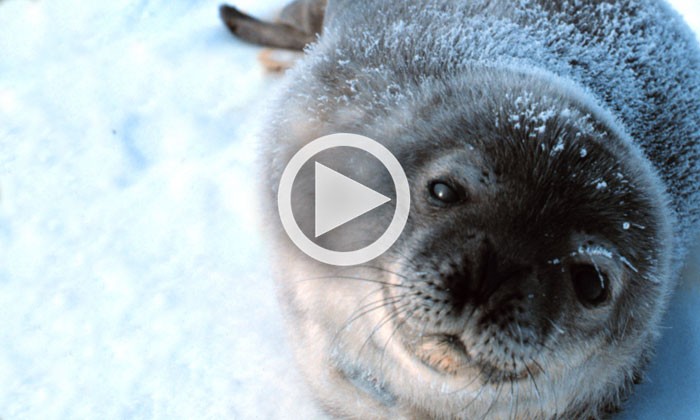 Weddell Seals Hunting and Living Beneath Antarctic Ice