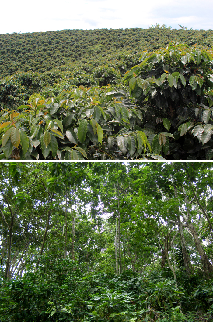 Sun grown versus shade grown coffee plantations