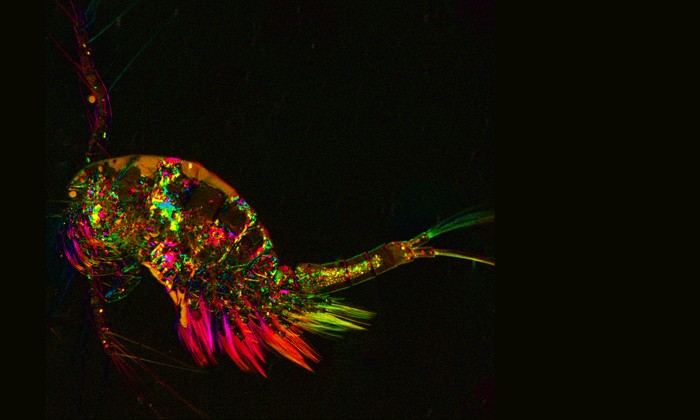 Visualizing Science 2014: Beautiful Images From College Research