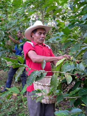 Farmer picking coffee