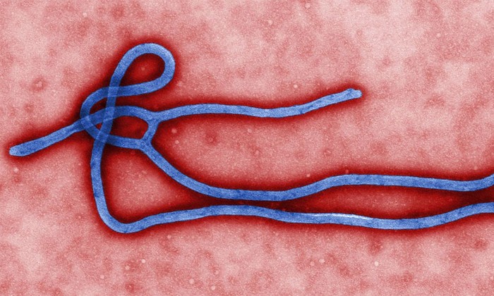 As Ebola Kills Some, It May Be Quietly Immunizing Others