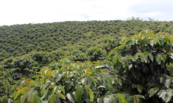 Shade Grown Coffee Shrinking as a Proportion of Global Coffee Production