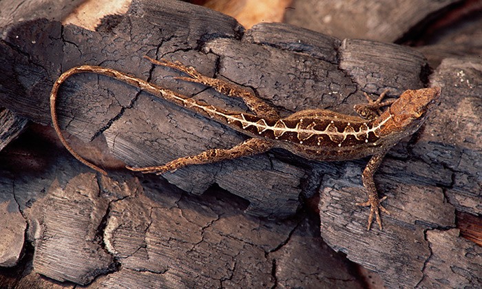 Leaping Lizards: Scientists Catch Evolution in Action