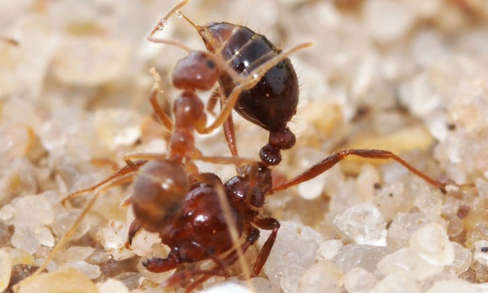 Crazy Ants Dominate Fire Ants by Neutralizing Their Venom