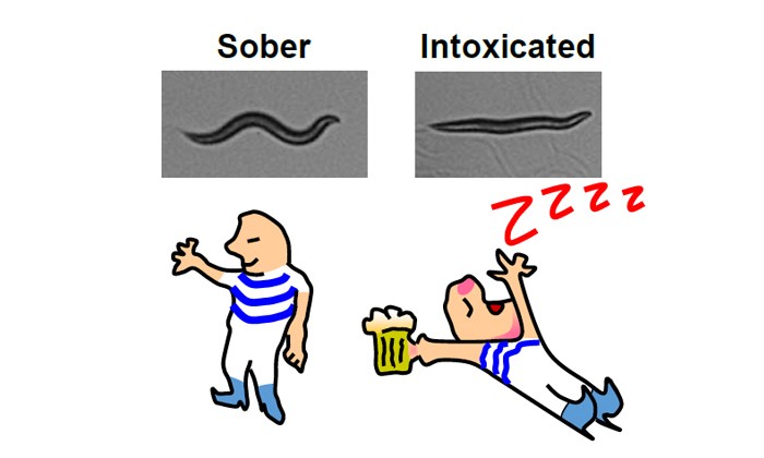 Sober Worms In The News
