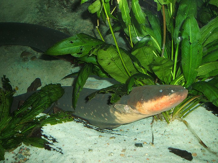 Eel Genome Unlocks Mysteries of Electric Fish