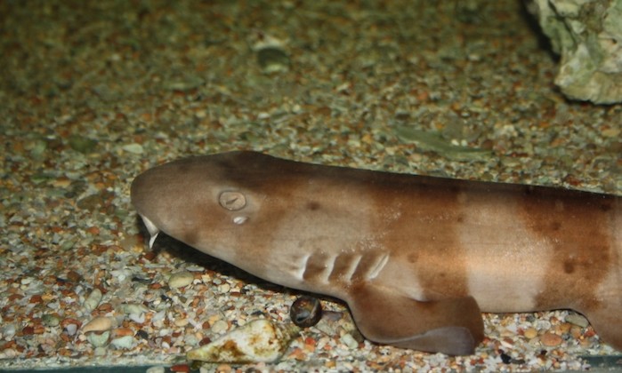 The Mystery of the Brownbanded Bamboo Shark