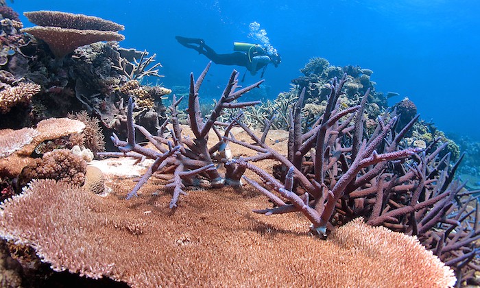 Corals Are Already Adapting to Global Warming, Scientists Say