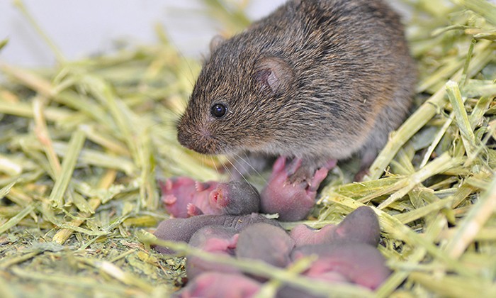 Some Prairie Vole Brains Are Better Wired for Sexual Fidelity