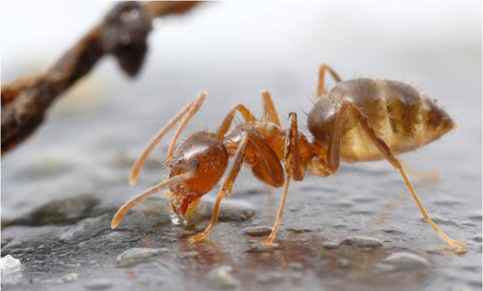 Chink Found in Armor of Invasive Crazy Ant