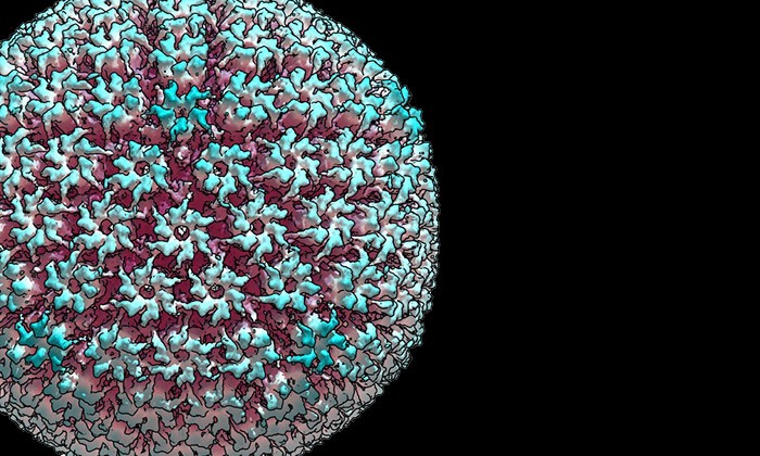 Chemists Develop Technique to Detect Single Viruses