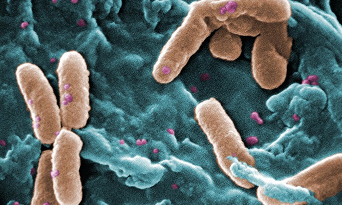 Bacteria Suppress Their Antibiotic-Resistant Cousins