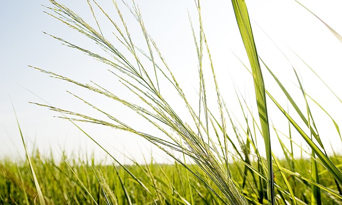 Researchers Receive $15 Million for Biofuel Crop Study