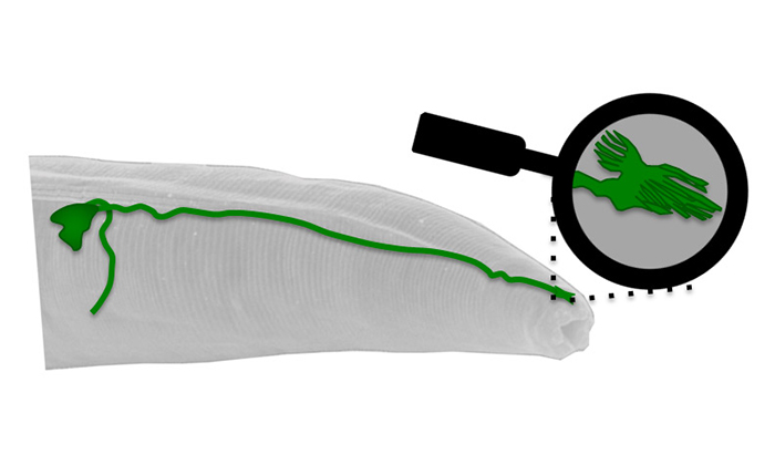 Magnetic field sensor in C. elegans worm