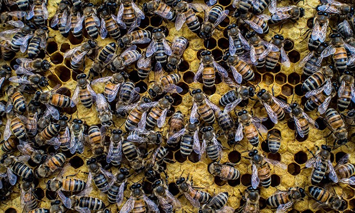 Saving the Bees, Two Perspectives (Audio)