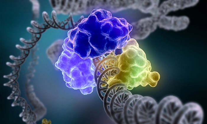 DNA Repair Findings Shed Light on Pathways Affecting Cancer Progression
