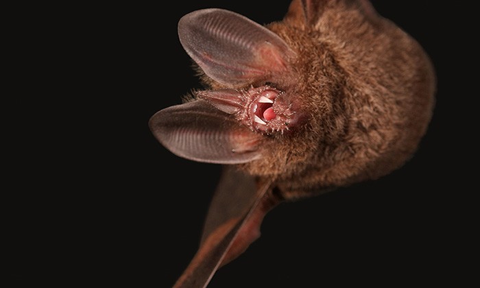 Bats Use Second Sense to Hunt Prey in Noisy Environments
