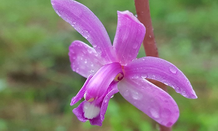 Two Rare Orchids Discovered at Brackenridge Field Lab