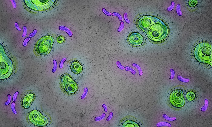 Some Bacteria Have Lived in the Human Gut Since Before We Were Human