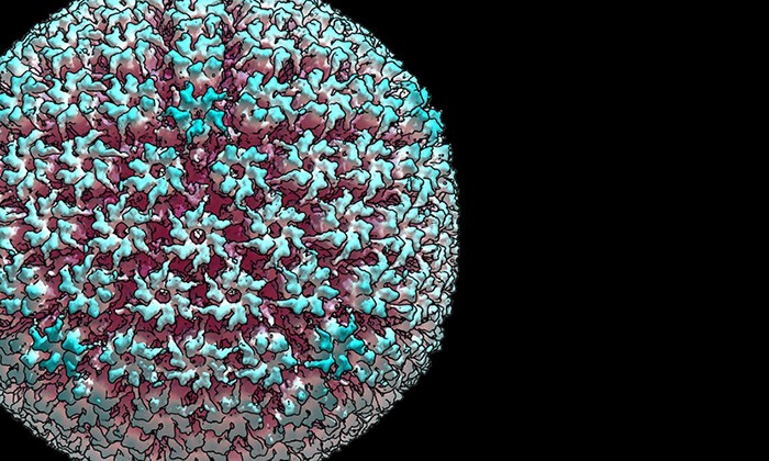 Making Virus Sensors Cheap and Simple: New Method Detects Single Viruses