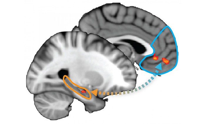 UT Austin Researchers Map Neurological Process of Learning, Deciding