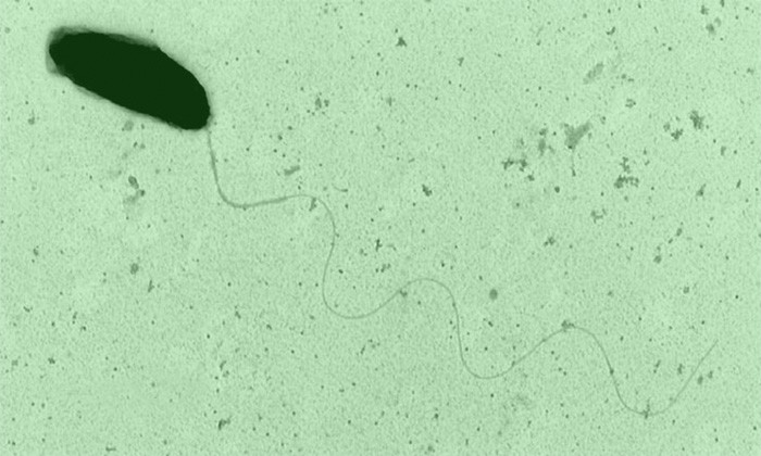 Bacteria Take "RNA Mug Shots" of Threatening Viruses