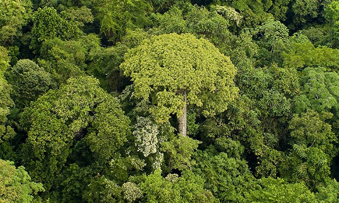 Why a Simple Law Governs Tropical Rainforest Trees