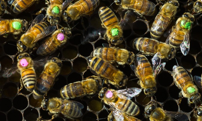 Overuse of Antibiotics Brings Risks for Bees — and for Us