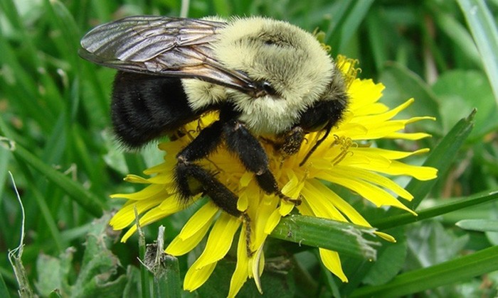 Social Bees Have Kept Their Gut Microbes for 80 Million Years